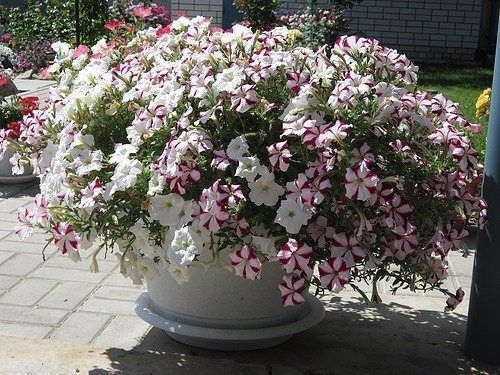 КАКИЕ ПЕТУНИИ ВЫРАСТУТ АМПЕЛЬНЫМИ? КАКИЕ ПЕТУНИИ ВЫРАСТУТ АМПЕЛЬНЫМИ?