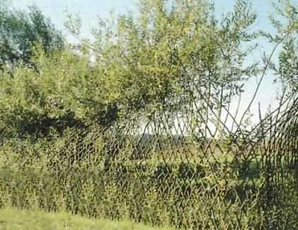 Конструирование из растущей ивы Конструирование из растущей ивы