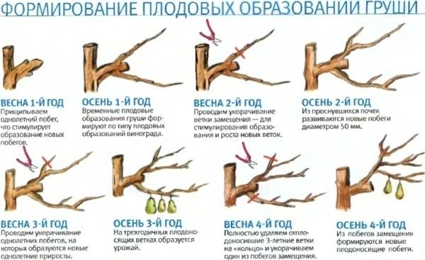 Груша, посадка и уход! Груша, посадка и уход!