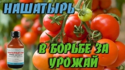 Нашатырь на даче Нашатырь на даче