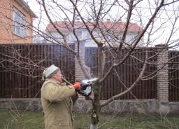 Как омолодить старое дерево Как омолодить старое дерево