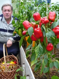 Ящик перца с одного куста без особых усилий Ящик перца с одного куста без особых усилий
