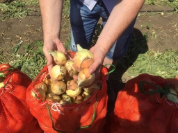 Советы для отличного урожая лука Советы для отличного урожая лука