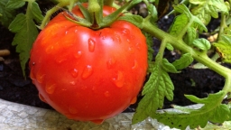 Самые вкусные, самые любимые…. мои правила выращивания томатов Самые вкусные, самые любимые…. мои правила выращивания томатов