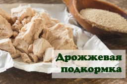 Особенности подкормки лука и чеснока дрожжами: преимущества, недостатки и популярные рецепты Особенности подкормки лука и чеснока дрожжами: преимущества, недостатки и популярные рецепты