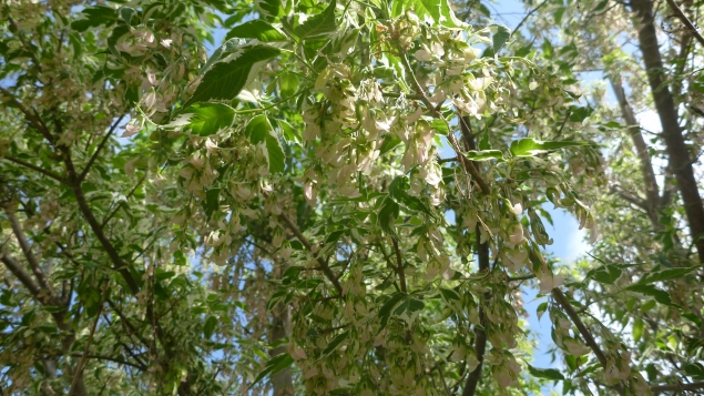 Кустарники, осветляющие тень