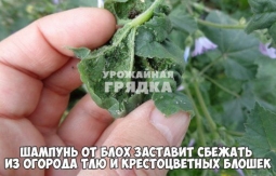 Средство от тли - вопрос Средство от тли - вопрос