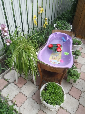 Мои цветы в палисадничке
