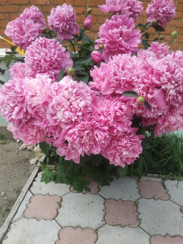 Мои цветы в палисадничке
