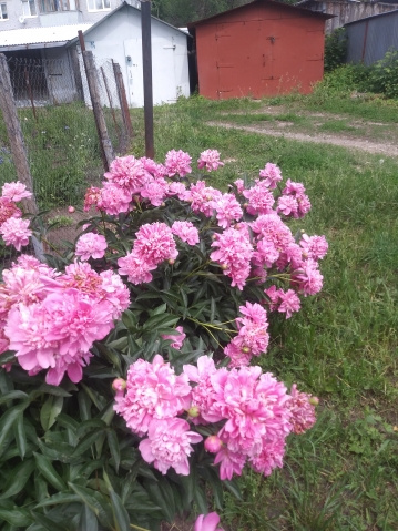 Мои цветы в палисадничке