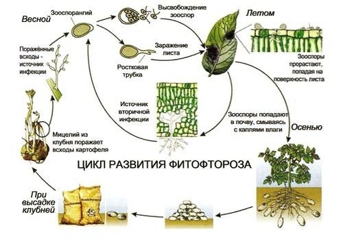 Борьба с фитофторой томатов: методы и средства