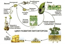 Борьба с фитофторой томатов: методы и средства